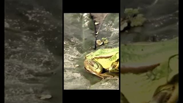Болото: Шум лягушек, звуки ночи. Релакс для отдыха