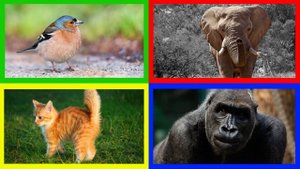Show me the FOREST ANIMAL Game for Kids - Where is the animal?