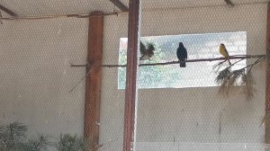 Пение птиц в уличном вольере 2021г.