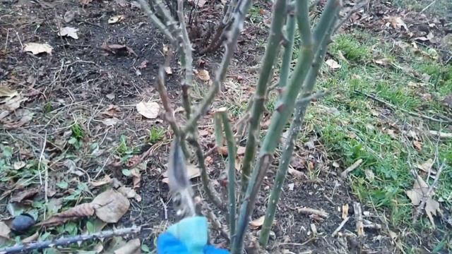 Часть 4. Весенняя обрезка чайно-гибридных кустов на уличной клумбе. Продолжение в следующих видео.. смотреть онлайн