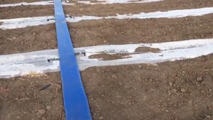 Подготовка почвы и посев позднего арбуза,20 июня 2020 г.