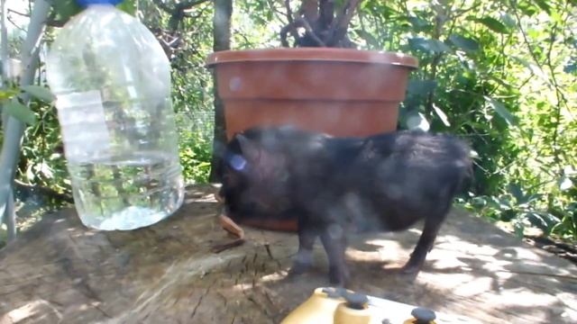 Маленький поросёнок Дамбо. смотреть онлайн