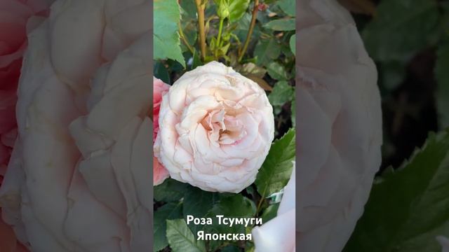 Роза Тсумуги/rose Tsumugi японская