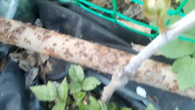 Виноград Красотка проснулся. 15.05