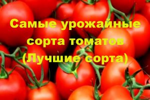 Самые урожайные сорта томатов