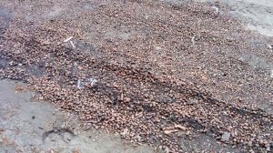 Обзор подсыпки дороги керамзитом