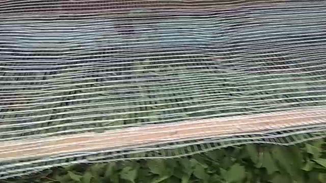 Виноградные улитки.Новоселье??? смотреть онлайн