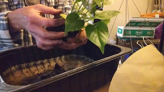 Repotting my Anthurium Vetcheii💝 смотреть онлайн