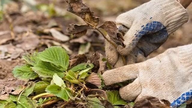 ОБРЕЗКА КУСТОВ КЛУБНИКИ / КОГДА ОБРЕЗАТЬ КЛУБНИКУ / НУЖНО ЛИ ОБРЕЗАТЬ КЛУБНИКУ К ЗИМЕ смотреть онлайн