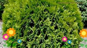 Туя западная Вудвардии. Краткий обзор, описание характеристик thuja occidentalis Woodwardii