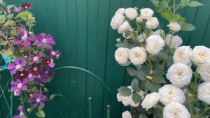 Юстасия Вэй и другие розы первогодки в горшечном садике ???♀️?