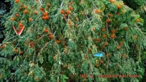 Рябина обыкновенная Пендула штамб (pendula) ? обзор: как сажать, саженцы рябины Пендула штамб