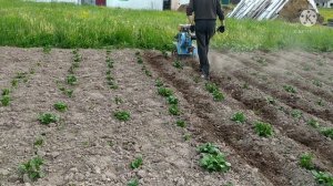 Пропалываем картошку мотоблоком