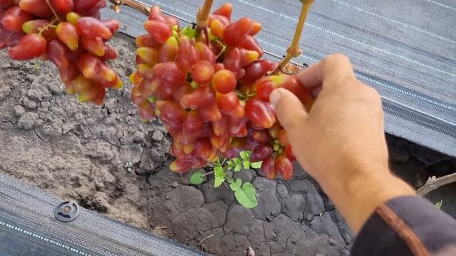 Чтобы я не делал, этот виноград рвёт в хлам каждый год. Обзор ранних сортов винограда-Курск смотреть онлайн