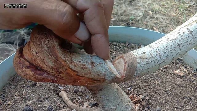 Program Bahan Bonsai Waru Biasa Jadi Sangat Luar Biasa смотреть онлайн