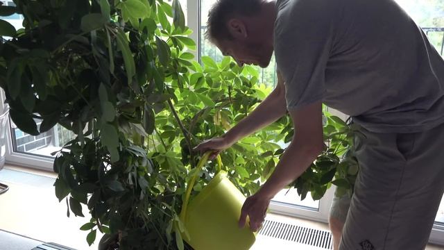 Большая подмена в цихлиднике смотреть онлайн