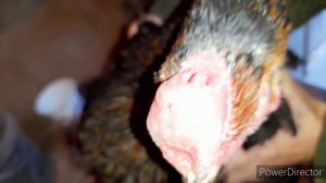 Не покупайте таких кур несушек!//Как купить хороших кур?//Советы при покупке кур.