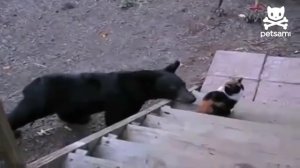 Котам медведи пофиг