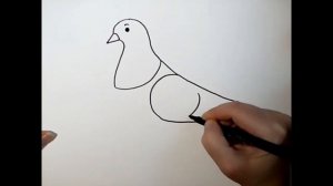 HOW TO DRAW A PIGEON /KAKO NACRTATI GOLUBA