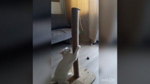 Котик развлекается на когтеточке 😺👍