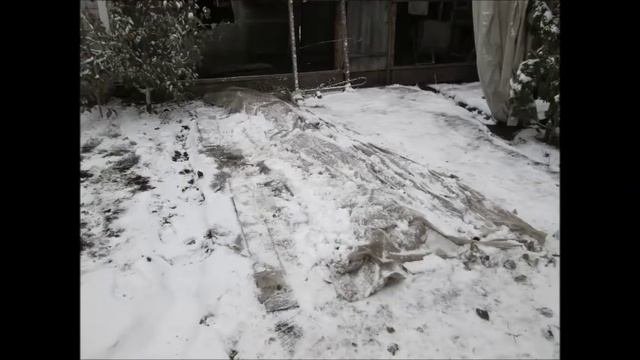 Виноград укрытие на зиму до весны апреля 2017года