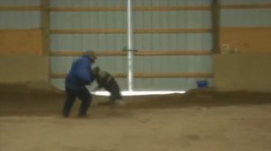 Эти Опасные Собаки Порвут Любого! Топ 10