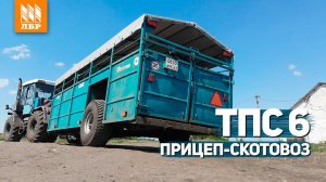 Самый ходовой скотовоз ТПС-6