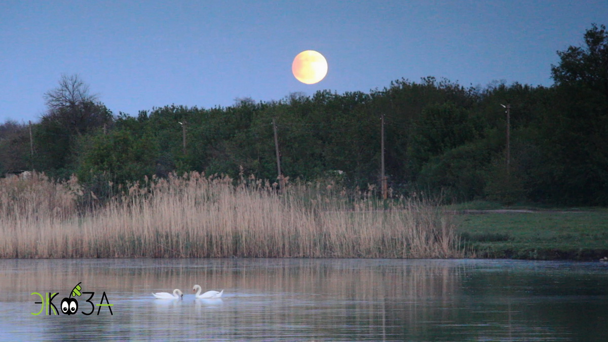 Полутеневое Лунное затмение 5 мая 2023. Лебеди. Звуки природы