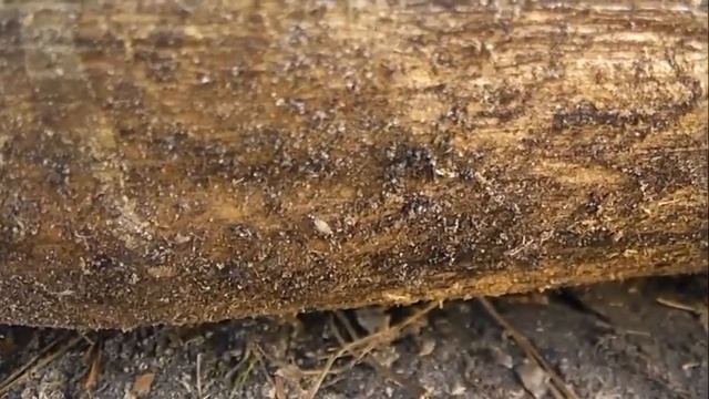 БИОСФЕРА: 192. Рипарохромус Сосновый (Rhyparochromus pini) смотреть онлайн