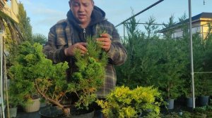 Когда мы делаем стрижку хвойных  растений.