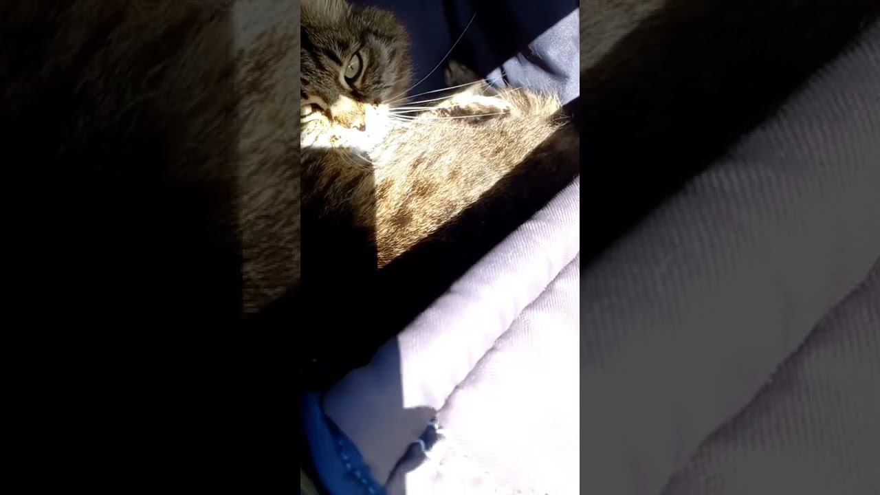Кот охранник