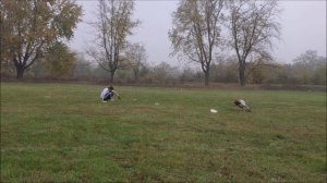 FrisbeeМанія2019   Татьяна курцхаар Джек.mp4