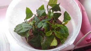 Кофе Арабика, укоренение в вермикулите