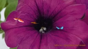 Петуния ампельная Саксесс Виолет (saksess violet) ? обзор: как сажать, семена петунии Саксесс Виоле