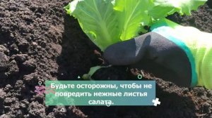 Кочанный салат выращиваю только этим способом.