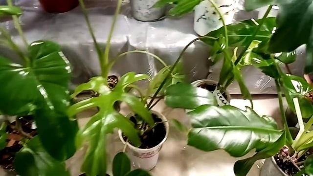 Выставка цветов./Если вы любите ароидные и марантовые, вам сюда!