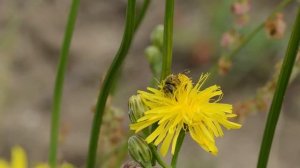 Breedbrandgroefbij Halictus scabiosae, foeragerend op groot streepzaad