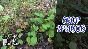 Прогулка по лесу, сбор грибов #деревня #лес #грибы