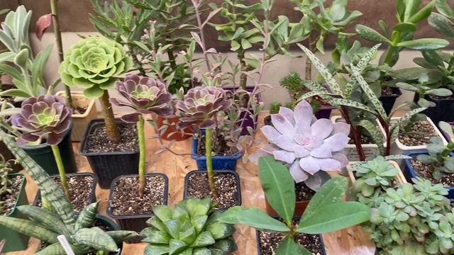 БУДНИ ЦВЕТОВОДА | БЕГОНИИ РАСТУТ В ОГОРОДЕ | СУККУЛЕНТЫ | ИЮНЬ 2022 смотреть онлайн