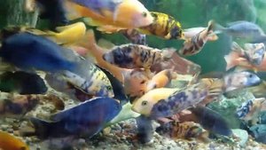 Аулонокары. Драка-собака за огурец)