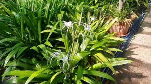 Где купить лучшие саженцы в подмосковье! Эвкалипт, метасеквойя и многое другое