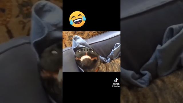 посмейся от души????? смотреть онлайн