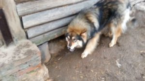 КОРМИМ СОСЕДСКУЮ СОБАКУ