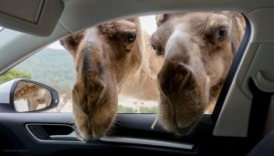 ЛУЧШИЕ ПРИКОЛЫ С ЖИВОТНЫМИ 2020-2021 / Смешные животные