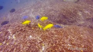 Pseudotropheus interruptus at Chiwi Rocks, Chizumulu