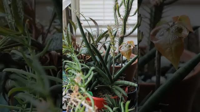 40 day growth of sansevieria cylindrica blossom [high res]