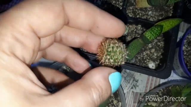 Мои комнатные цветы/Пересаживаю малышню смотреть онлайн