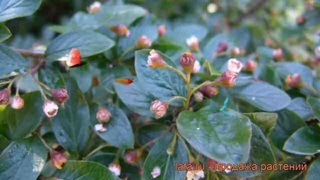Кизильник блестящий (cotoneaster lucidus) ? кизильник обзор: как сажать саженцы кизильника