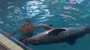 Поплавать в Крыму с дельфинами