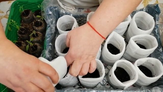?ПЕРЕСАДКА РАССАДЫ ТОМАТОВ ИЗ ТОРФЯНЫХ ТАБЛЕТОК.?